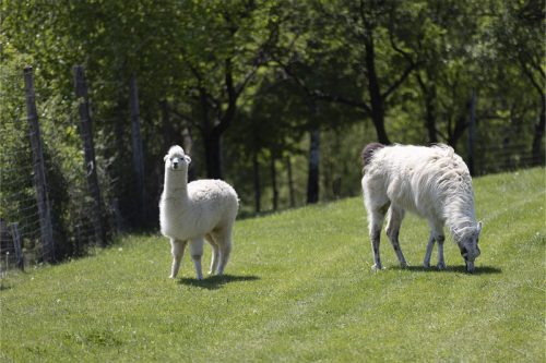 Liska-Park-Galerie 0001 IMG 1554