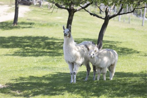 Liska-Park-Galerie 0002 IMG 1521