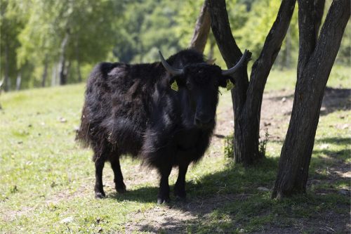 Liska-Park-Galerie 0004 IMG 1499