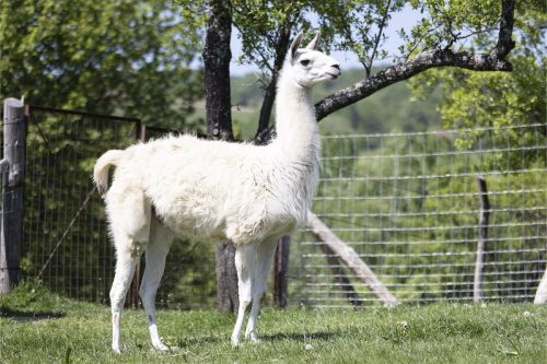 Liska-Park-Galerie 0005 IMG 1486