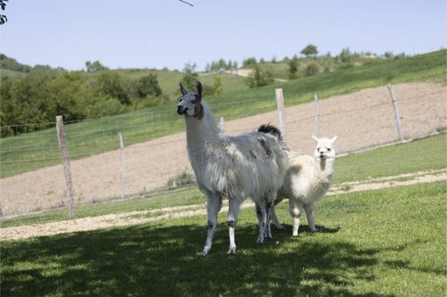 Liska-Park-Galerie 0006 IMG 1465