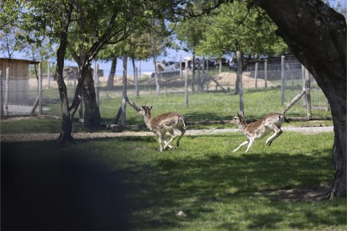 Liska-Park-Galerie 0007 IMG 1454