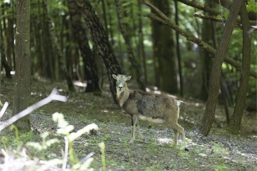 Liska-Park-Galerie 0008 IMG 1431