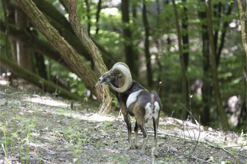 Liska-Park-Galerie 0009 IMG 1427