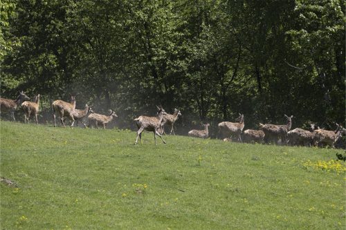 Liska-Park-Galerie 0013 IMG 1376