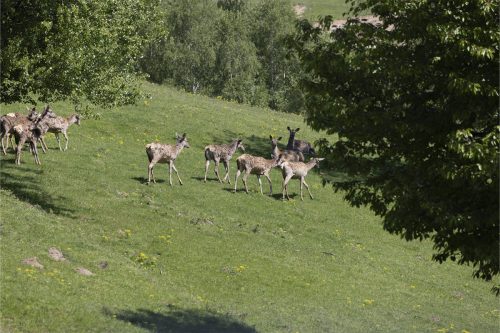 Liska-Park-Galerie 0014 IMG 1350