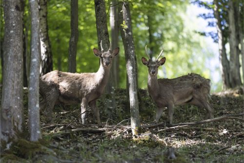 Liska-Park-Galerie 0016 IMG 1310