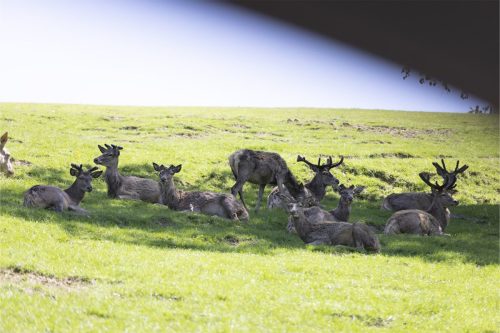 Liska-Park-Galerie 0018 IMG 1305