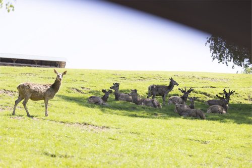 Liska-Park-Galerie 0019 IMG 1296