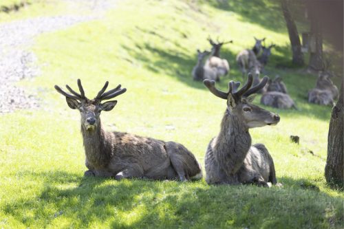 Liska-Park-Galerie 0021 IMG 1284