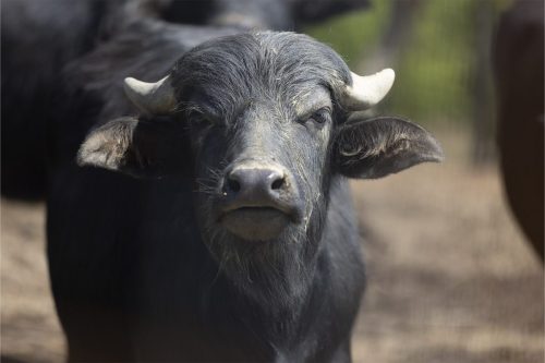 Liska-Park-Galerie 0023 IMG 1277