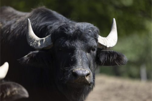 Liska-Park-Galerie 0024 IMG 1270