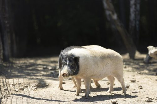 Liska-Park-Galerie 0030 IMG 1229