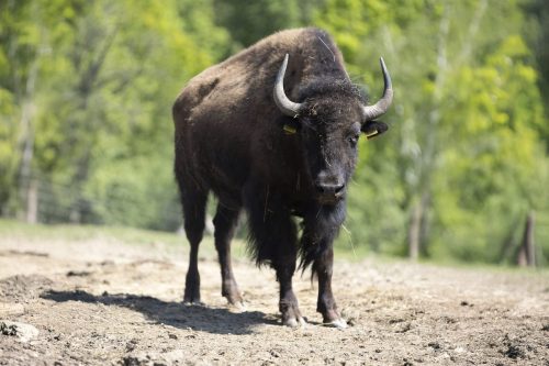 Liska-Park-Galerie 0031 background