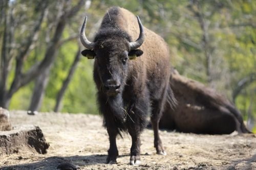 Liska-Park-Galerie 0033 background-2