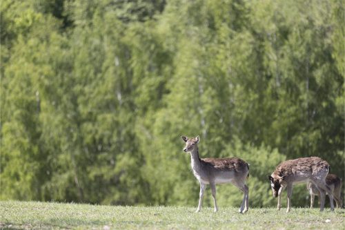 Liska-Park-Galerie 0036 IMG 1199