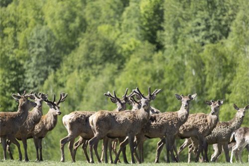 Liska-Park-Galerie 0040 IMG 1176