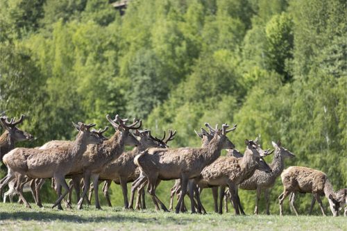 Liska-Park-Galerie 0041 IMG 1170