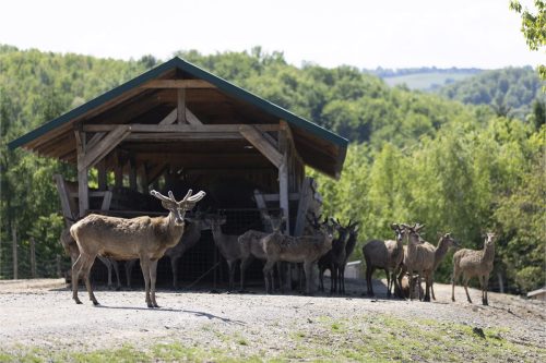 Liska-Park-Galerie 0044 IMG 1161