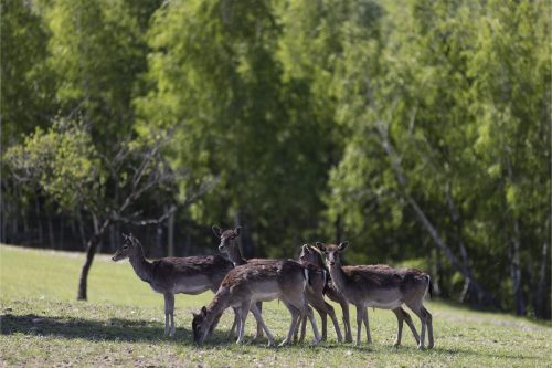 Liska-Park-Galerie 0045 IMG 1154