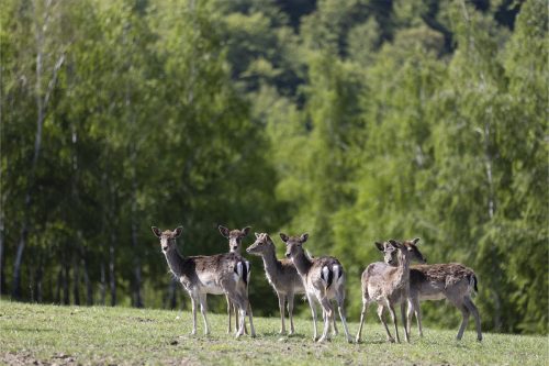 Liska-Park-Galerie 0048 IMG 1139