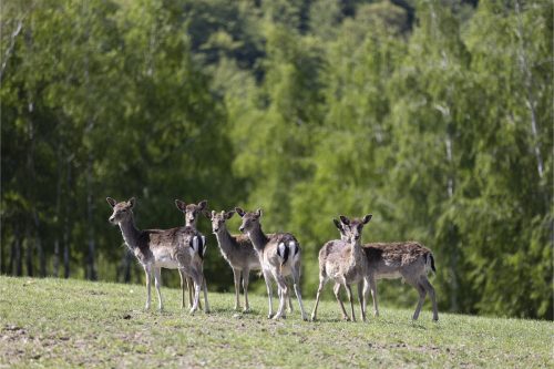 Liska-Park-Galerie 0049 IMG 1136