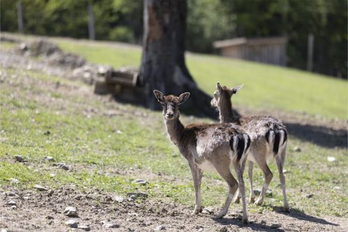 Liska-Park-Galerie 0050 IMG 1130