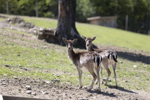 Liska-Park-Galerie 0051 IMG 1127