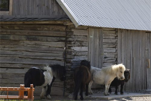 Liska-Park-Galerie 0054 IMG 1120