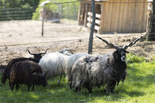 Liska-Park-Galerie 0061 IMG 1095