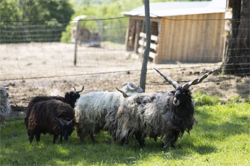 Liska-Park-Galerie 0062 IMG 1092