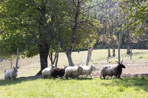 Liska-Park-Galerie 0064 IMG 1085