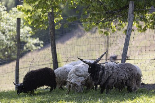 Liska-Park-Galerie 0065 IMG 1079