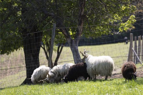 Liska-Park-Galerie 0066 IMG 1071