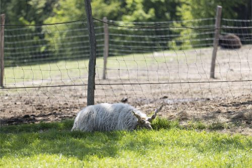 Liska-Park-Galerie 0067 IMG 1065