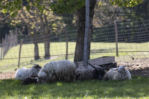 Liska-Park-Galerie 0068 IMG 1060