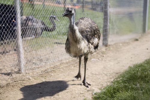 Liska-Park-Galerie 0070 background-4