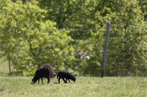 Liska-Park-Galerie 0082 IMG 0984