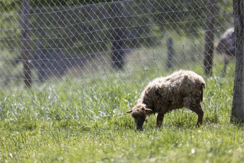 Liska-Park-Galerie 0083 IMG 0979