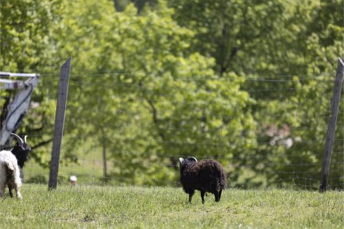 Liska-Park-Galerie 0084 IMG 0973