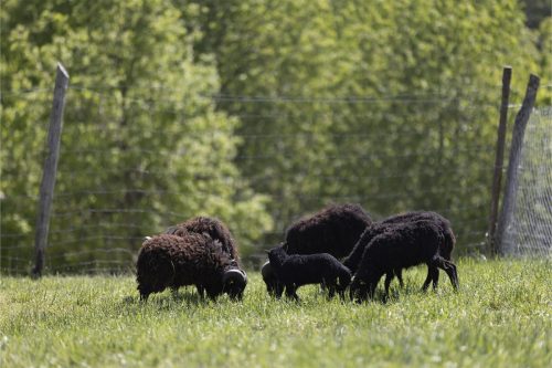 Liska-Park-Galerie 0085 IMG 0970