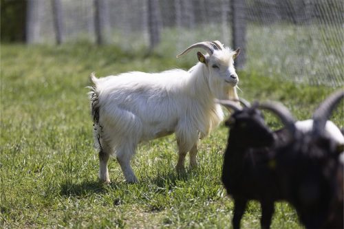 Liska-Park-Galerie 0087 IMG 0953