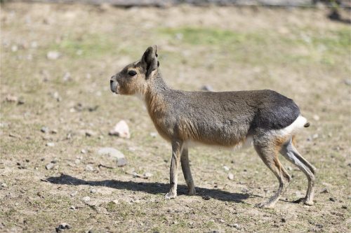 Liska-Park-Galerie 0088 IMG 0950