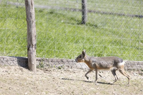 Liska-Park-Galerie 0089 IMG 0937