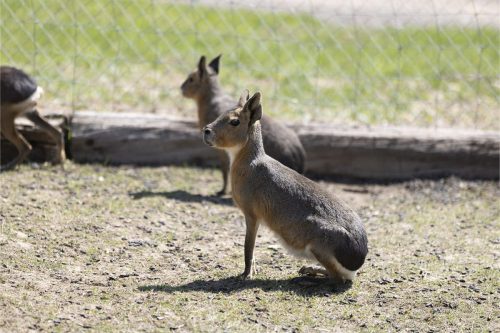 Liska-Park-Galerie 0090 IMG 0932