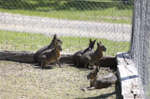 Liska-Park-Galerie 0091 IMG 0926