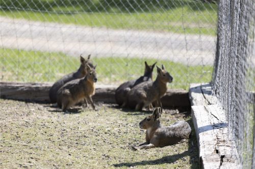 Liska-Park-Galerie 0092 IMG 0919