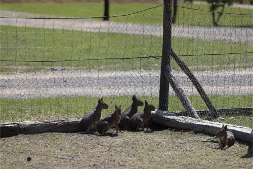 Liska-Park-Galerie 0093 IMG 0917