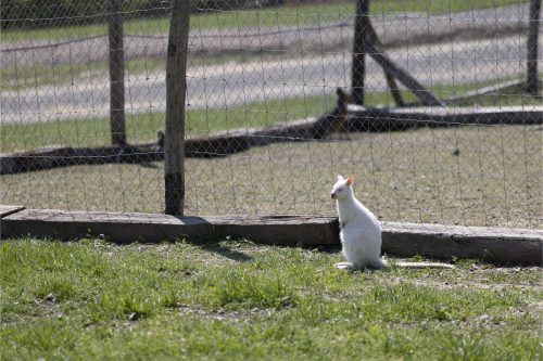 Liska-Park-Galerie 0094 IMG 0906