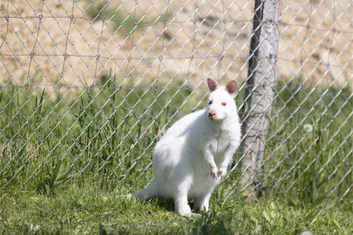 Liska-Park-Galerie 0095 IMG 0904